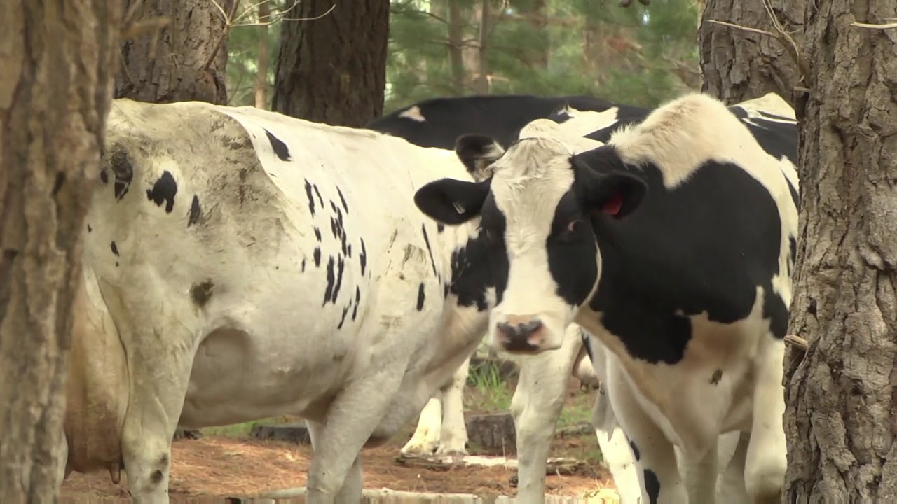 Who Let The Cows Out? Funny Song (With Video)