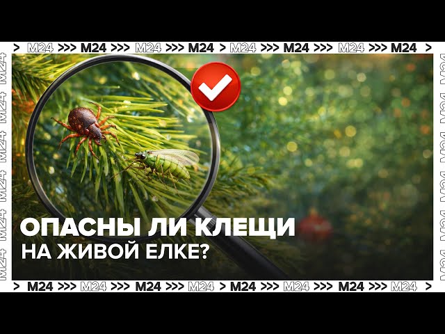 Опасны ли клещи на живой елке? Биолог объяснил, стоит ли бояться