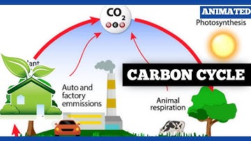How the Carbon Cycle REALLY Works