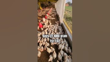 Weight 1080 gram Fcr 1.02 #poultry #chicken #business #how #vs #shorts