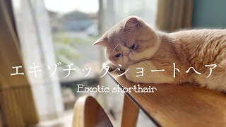 エキゾチックショートヘアを紹介