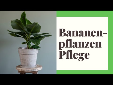 Video: Bananenpflanze im Innenbereich: Wie man Bananen drinnen anbaut
