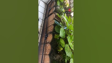 Béc phun sương đồng uốn cong 360 độ tưới cây trong chậu GIÁ RẺ XÀI QUÁ NGON!!!#becphunsuong