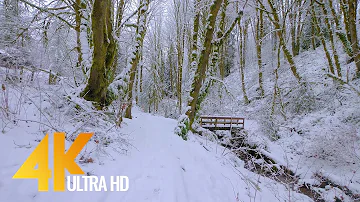 4K Virtual Winter Walk - Walking in a Snow Forest - 3.5 HRS of Crunching Snow Sound