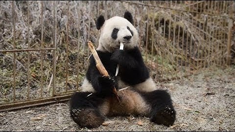 Two Giant Panda Cubs Begin Second Phase Wild Training in Southwest China