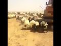 يوم من حياة البادية السورية
