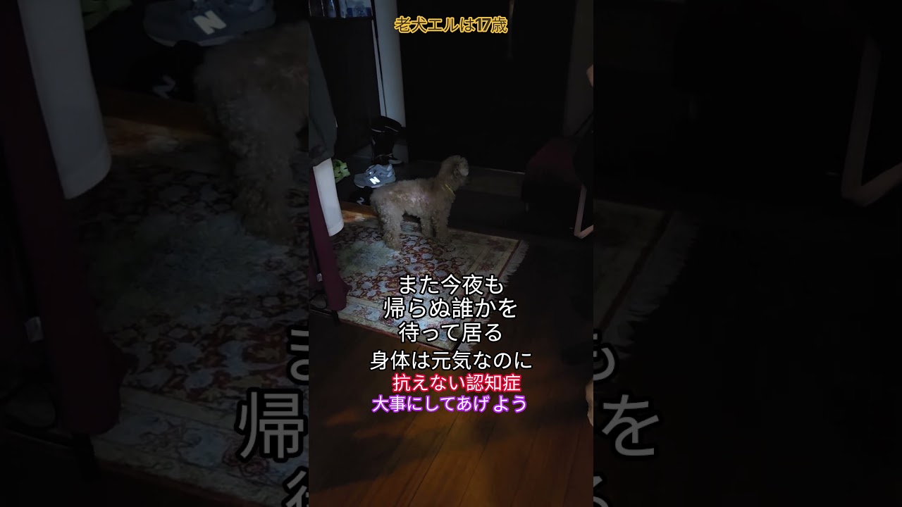 #トイプードル #シニア犬 #認知症