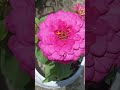 Beautiful flowers status🌹🌹🌼🌸🌺 videonatural status video #youtubeshorts #viralshort#shorts
