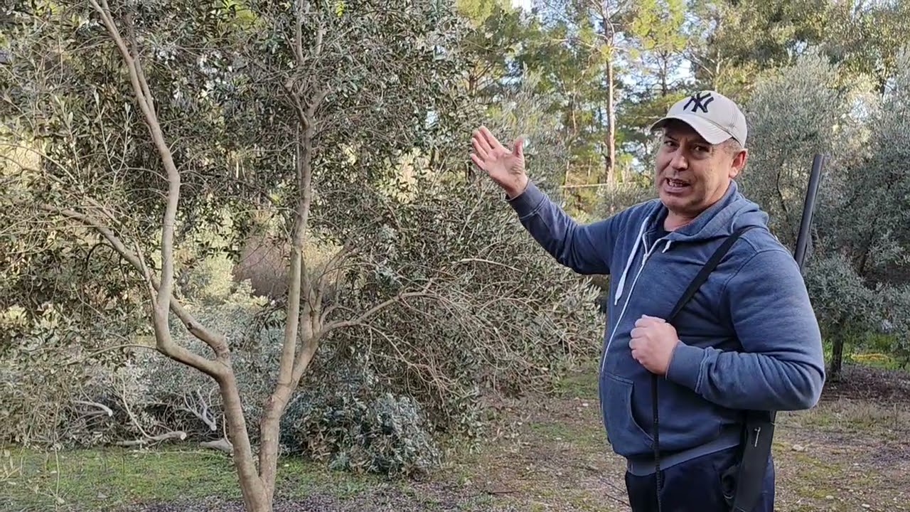 8 YAŞ ZEYTİNDE DOĞRU TEKLEME BUDAMASI 