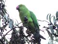 Papagal Micul Alexandru in Tei - Rose-ringed parakeet