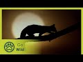 A Genet's Tale - The Secrets of Nature