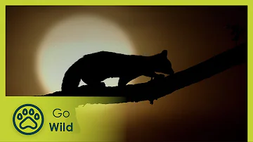 A Genet's Tale - Go Wild