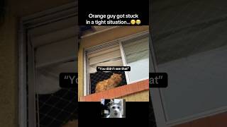That won’t work… #animals #cat #cats #cute #funny #nature #pets #catvideos #fyp #viral #shorts