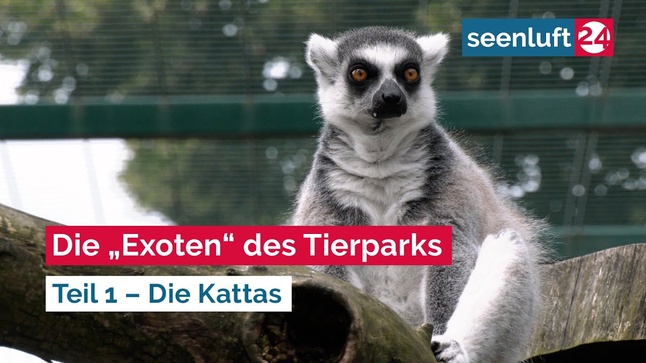 Die „Exoten“ des Tierparks - Teil 1 – Die Kattas