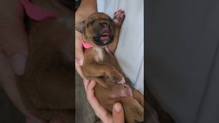 Rhodesian Ridgeback Puppy Put To Sleep By Jack Black #rhodesianridgeback