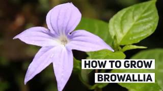 Browallia Growing Guide (Bush Violet) by Gardener's HQ