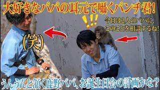 【パンチくん🐵】【4K】【内緒話】大好きなパパの耳元で囁くパンチ君‼️うんうんと頷く鹿野パパ、お誕生日会の計画かな？｜市川市動植物園 #パンチくん  #punch