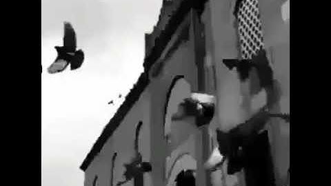 حالات واتس||القارئ/ماهر المعيقلي||سورة/الزمر||تصاميم قران||انستقرام||استوري||مقاطع قصيرة