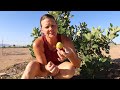 Figs, Pigs, Chickens, Visitors and Power Tools | It's Fall in AZ!!