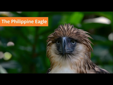 Falconry: Philippine Eagles