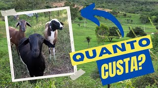 De quanto você precisa para começar uma criação de ovelhas?