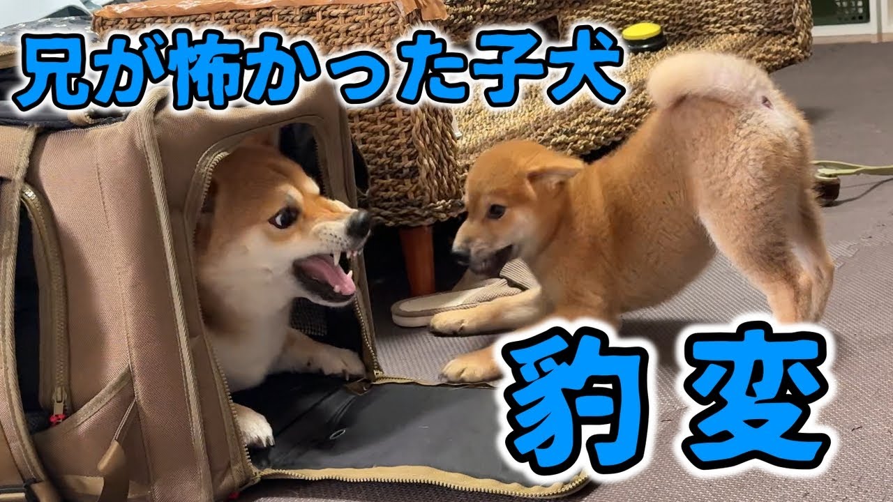 【お迎え】遠慮していた子犬が…ついに覚醒してしまった日