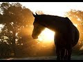 Shape Of You | Horse Music Video