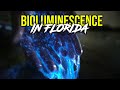 Insane Florida Bioluminescence | Best Bioluminescence Footage