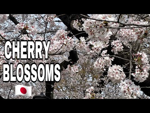 The Cherry Blossoms (Sakura)
