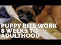 Puppy Bite Work - 8 Weeks To Adulthood