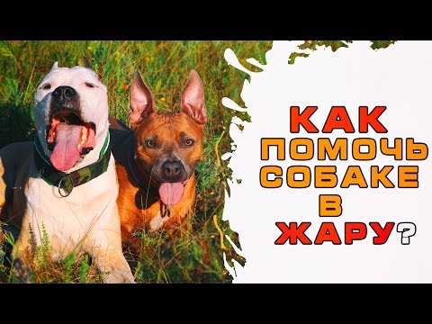 Как помочь собаке в жару