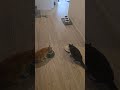 My 2 Cats Eat Wet Food 