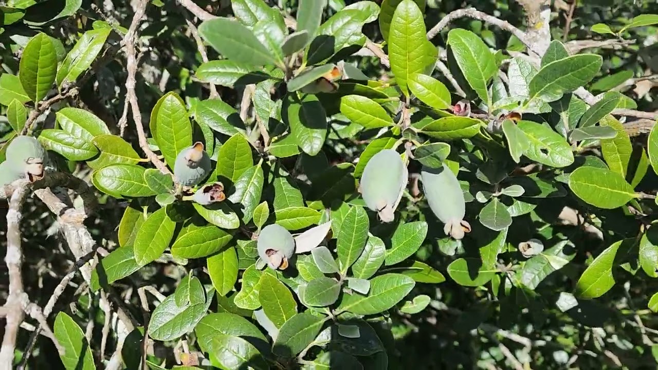 The Feijoa Update
