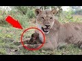 When This Baby Baboon Fell At The Mercy Of A Lion, A Camera Recorded The Cat’s Incredible Rea