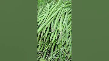 మ నక యల త ట స గ మర య మ ర క ట గ DRUMSTICK CULTIVATION AND MARKETING Drumsticks Farming 