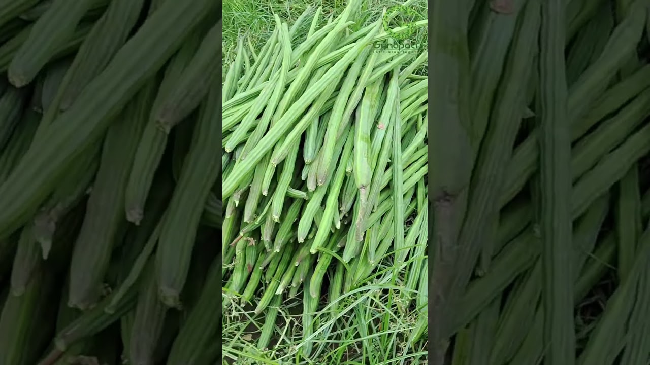 మునకాయల తోట సాగు మరియు మార్కెటింగ్#DRUMSTICK CULTIVATION AND MARKETING  #drumsticks #farming