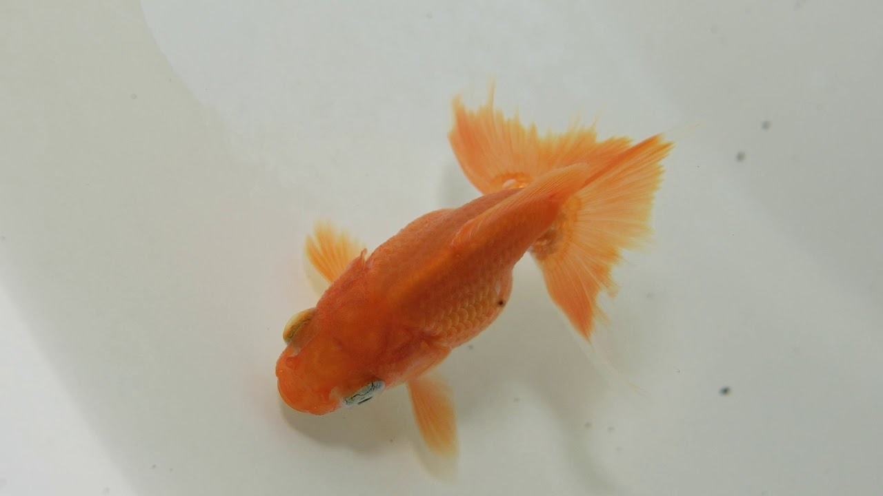 関東超トップブリーダートサキン”赤勝更紗”弐歳オス6cm
