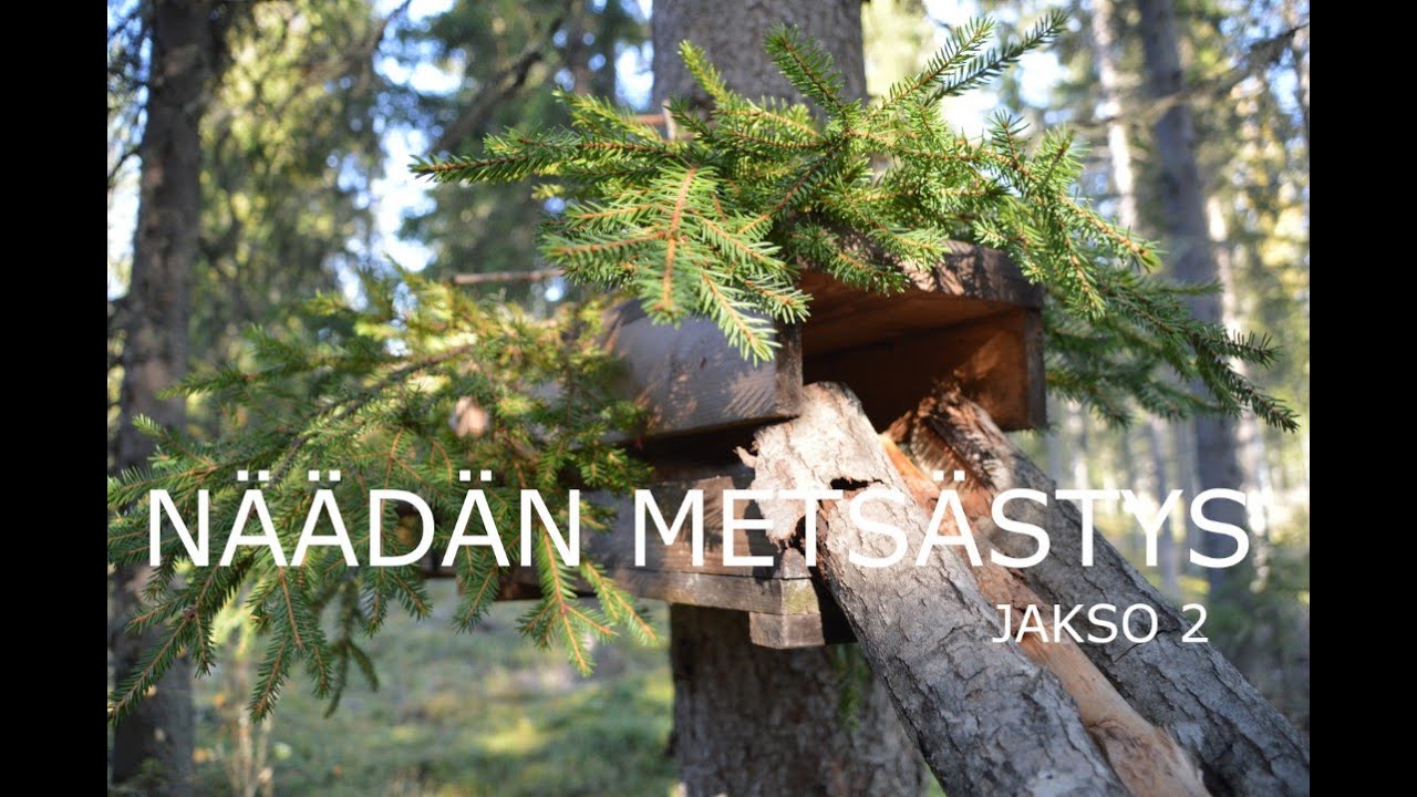 Pine marten hunter's year, ep. 2 / Näädän metsästäjän vuosi, jakso 2