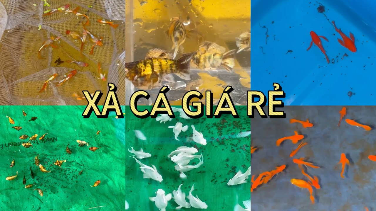 XẢ CÁ NGHỈ TẾT, CÁ THUỶ SINH VÀ CÁ CHUẨN GIỐNG BẢY MÀU, MOLLY