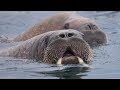 Spitzbergen - eine Reise in die Arktis