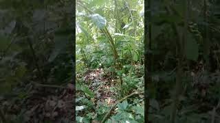 panen kopi hutan lagi#part5