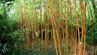 Mike Bell's Bamboo Collection