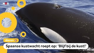 Orka's laten zeilboot zinken tussen Marokko en Spanje