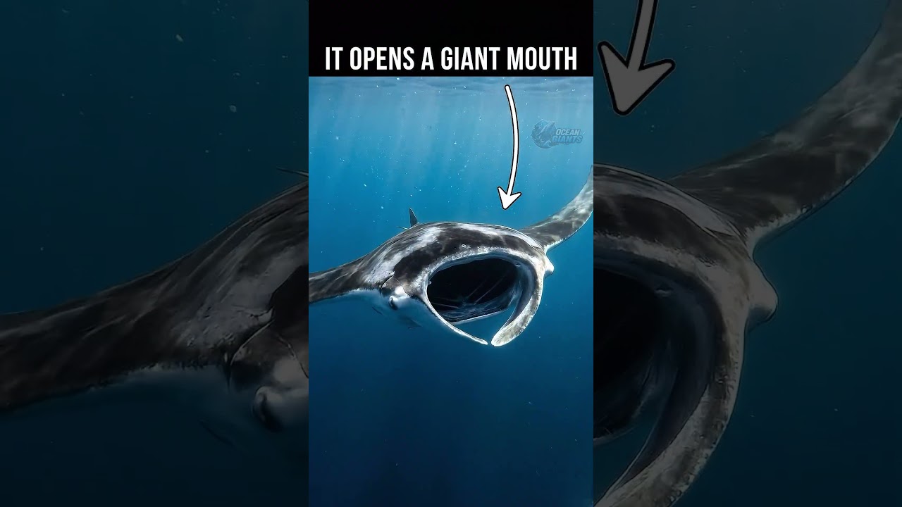 Scientists Were Shocked By Its Size#marinebiology #wildlife #documentary #nature #deepsea