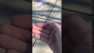 Holding the Big ass spider