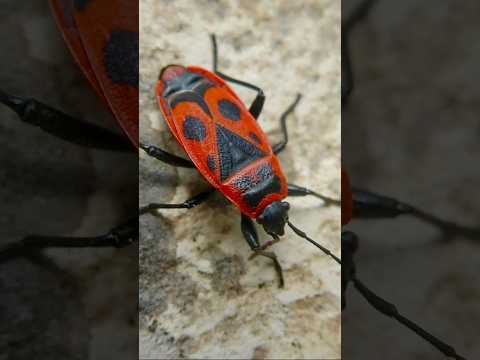 Наблюдаем мир. #nature #макросъёмка #shortvideo #shorts #insects #butterfly #photography #insects