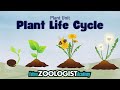 Understanding the Plant Life Cycle