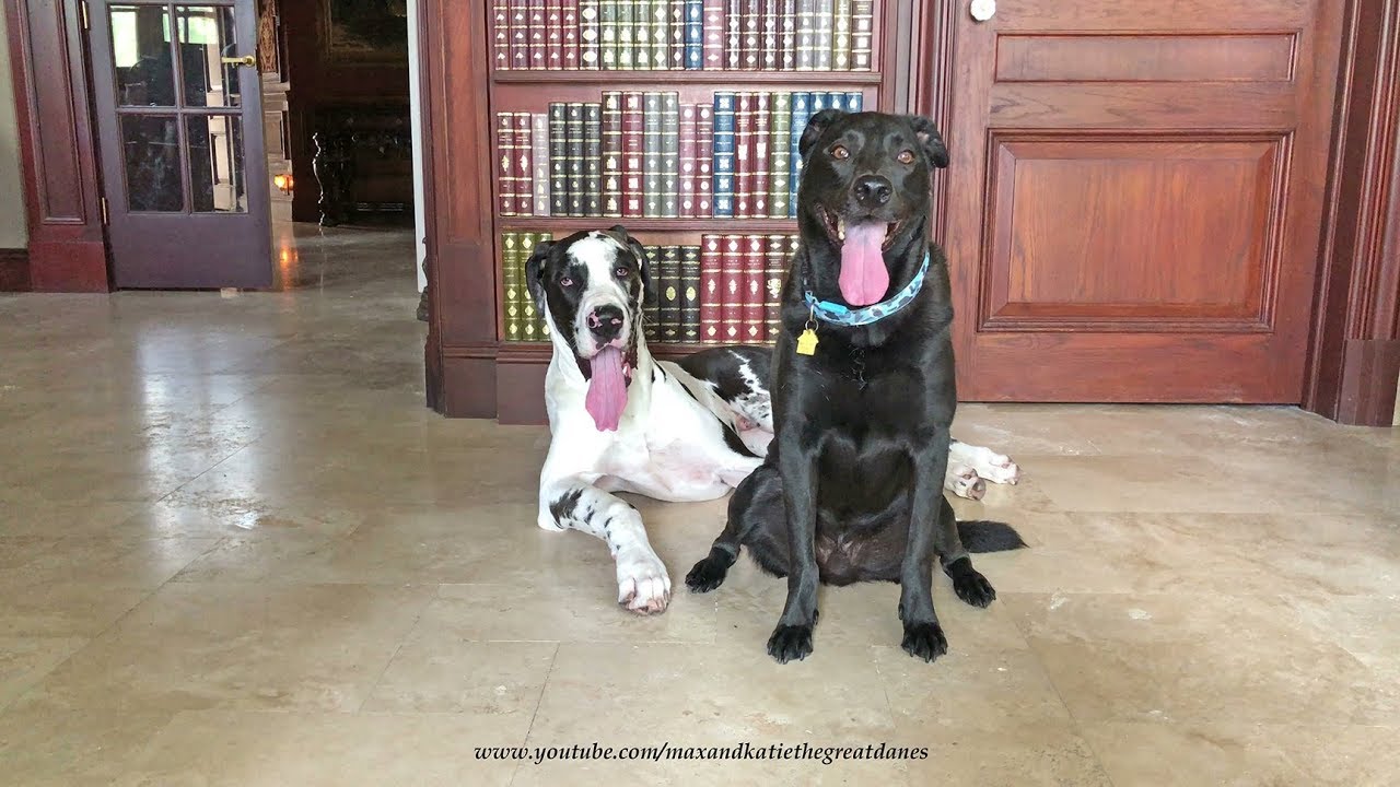 Great Dane Puppy Is Too Pooped To Pose For Photos YouTube