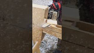 Cutting dovetail notches in logs using a dovetail jig #logcabin #dovetail #logbuilding #homestead