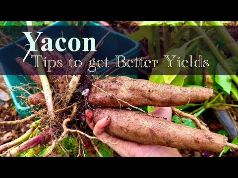 Yacon Growing Guide 2026 - YouTube